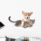 Corgi Pets Cat Wall Decal