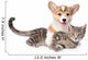 Corgi Pets Cat Wall Decal