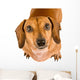 Begging Dachshund Puppy Wall Decal