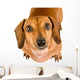 Begging Dachshund Puppy Wall Decal