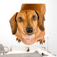 Begging Dachshund Puppy Wall Decal