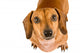 Begging Dachshund Puppy Wall Decal