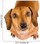 Begging Dachshund Puppy Wall Decal