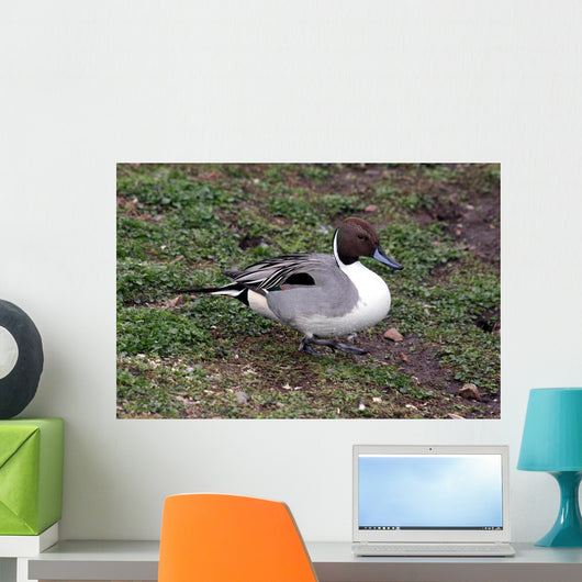 Pintail