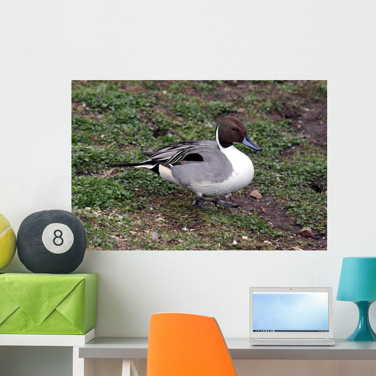Pintail