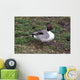 Pintail