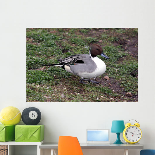 Pintail