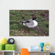 Pintail