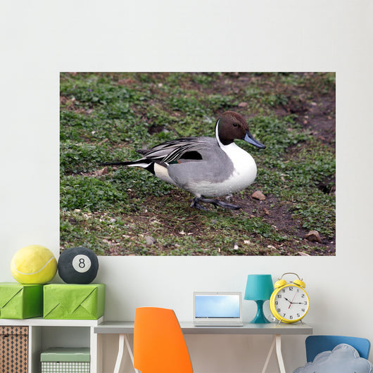Pintail