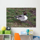 Pintail