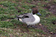Pintail