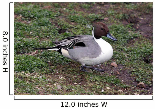 Pintail