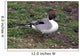 Pintail