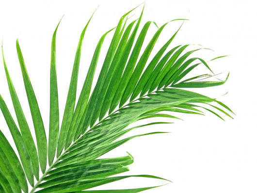 Palme Verte Sur Fond Wall Mural