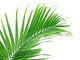 Palme Verte Sur Fond Wall Mural