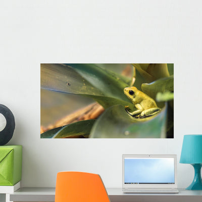 Golden Poison Dart Frog Wall Mural shown on a wall