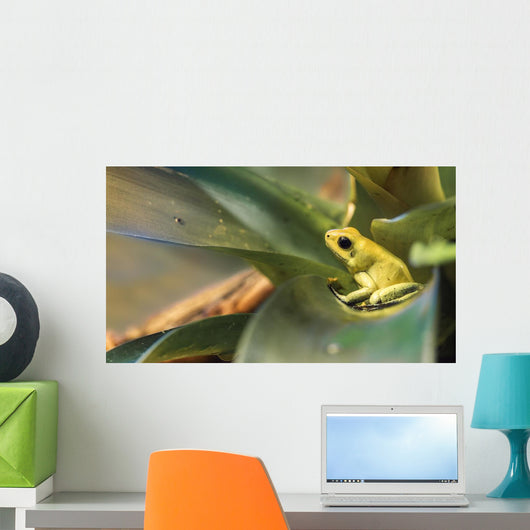 Golden poison dart frog Wall Mural