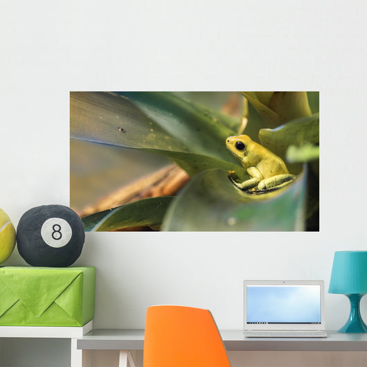 Golden poison dart frog Wall Mural
