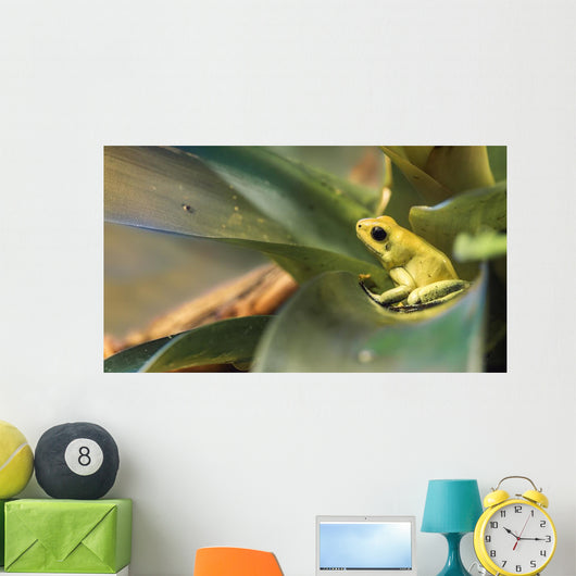 Golden poison dart frog Wall Mural