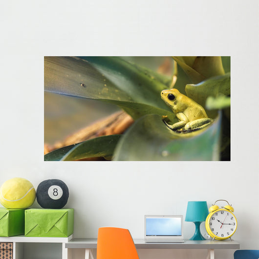 Golden poison dart frog Wall Mural