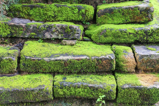 Old Stone Covered Moss