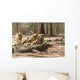 Komodo Dragon Wall Mural
