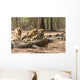 Komodo Dragon Wall Mural
