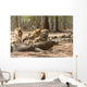 Komodo Dragon Wall Mural