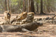 Komodo Dragon Wall Mural