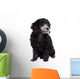 Young poodle dog Wall Decal
