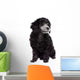 Young poodle dog Wall Decal