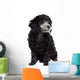 Young poodle dog Wall Decal