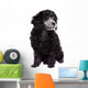 Young poodle dog Wall Decal