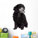 Young poodle dog Wall Decal