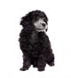 Young poodle dog Wall Decal