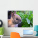 Dwarf Bunny Wall Mural