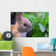Dwarf Bunny Wall Mural