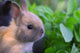Dwarf Bunny Wall Mural