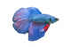 Blue Fighting Fish Wall Decal