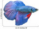 Blue Fighting Fish Wall Decal
