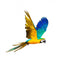 Colourful flying parrot Wall Decal