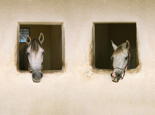 Two Horses