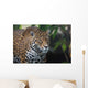 Jaguar Wall Mural