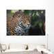 Jaguar Wall Mural