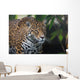 Jaguar Wall Mural