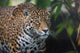 Jaguar Wall Mural