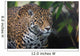 Jaguar Wall Mural