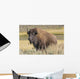 American Bison on the Plains Wall Mural