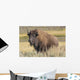 American Bison on the Plains Wall Mural