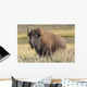 American Bison on the Plains Wall Mural